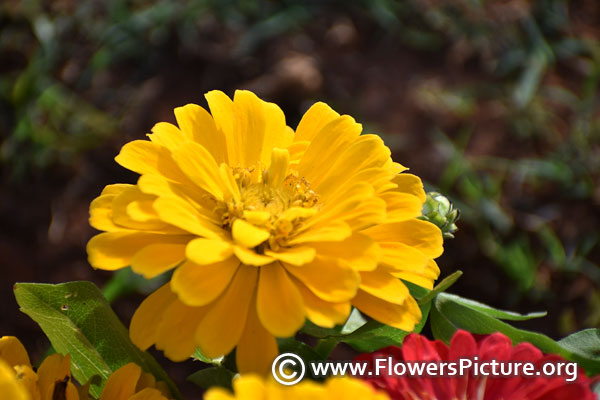 Zinnia double yellow  flower